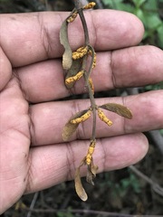 Phoradendron velutinum