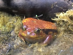 Dyscophus antongilii