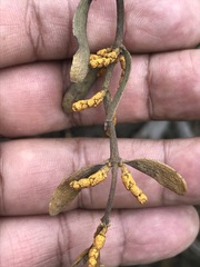 Phoradendron velutinum