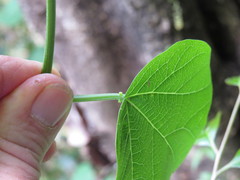 Passiflora herbertiana herbertiana