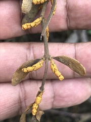 Phoradendron velutinum