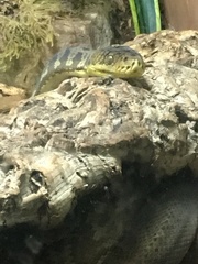 Malayopython timoriensis