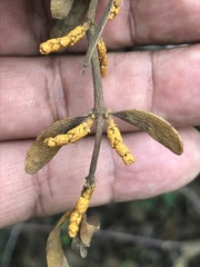 Phoradendron velutinum