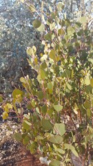 Eucalyptus minniritchi