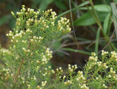 Baccharis boliviensis