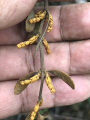 Phoradendron velutinum