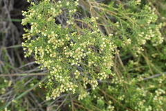 Baccharis boliviensis