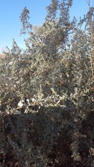 Atriplex nummularia nummularia