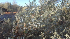 Atriplex nummularia nummularia
