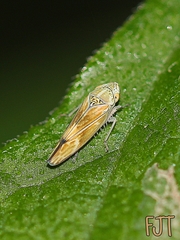 Graphocephala ignava