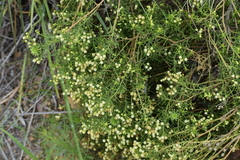 Baccharis boliviensis