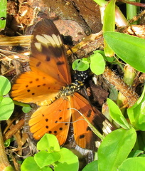 Acraea encedon encedon