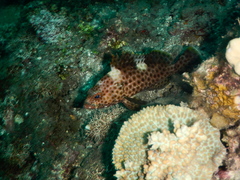 Epinephelus maculatus