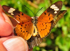 Acraea encedon encedon