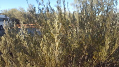 Senna artemisioides artemisioides