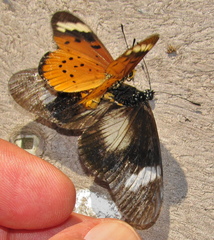 Acraea encedon encedon