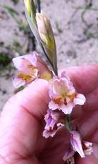 Gladiolus martleyi