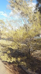 Acacia aneura