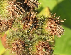 Ancistrocerus parietum