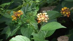 Lantana camara