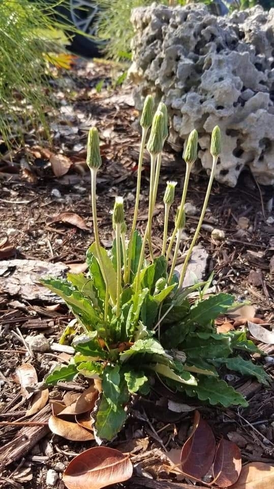 Chaptalia eggersii