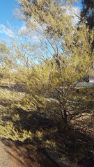 Acacia aneura