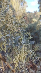 Atriplex nummularia nummularia