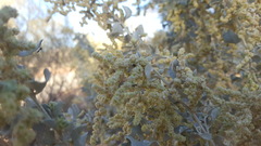 Atriplex nummularia nummularia