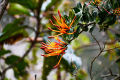 Tristerix longibracteatus
