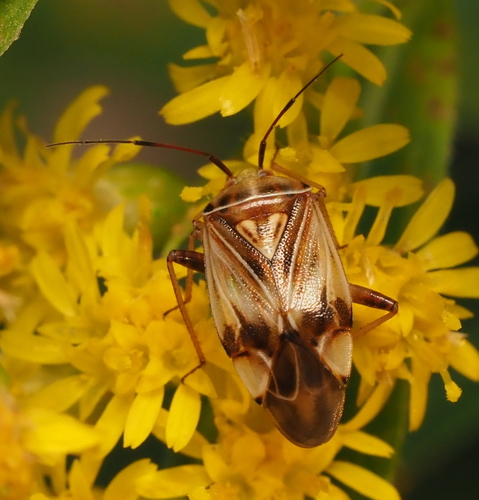 Tarnished plant bug