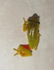 Hyperolius tuberilinguis