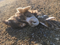 Tyto alba delicatula