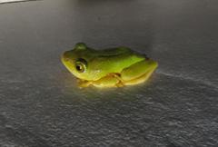 Hyperolius tuberilinguis