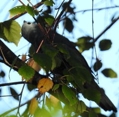 Coracina caesia caesia