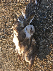 Tyto alba delicatula