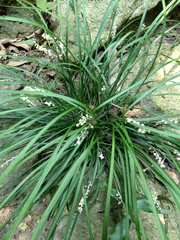 Ophiopogoneae