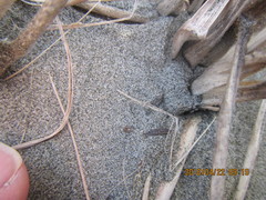 Euacanthella palustris