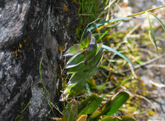 Epidendrum secundum