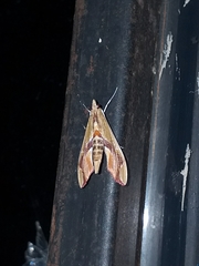 Agathodes designalis