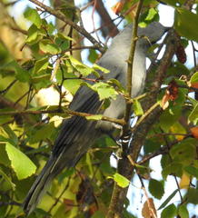 Coracina caesia caesia