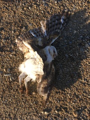 Tyto alba delicatula