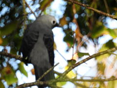 Coracina caesia caesia