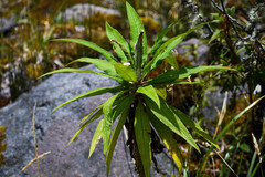 Siphocampylus giganteus