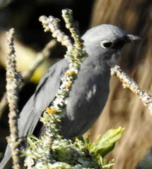 Coracina caesia caesia