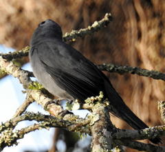 Coracina caesia caesia