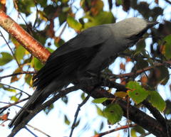 Coracina caesia caesia