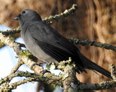 Coracina caesia caesia