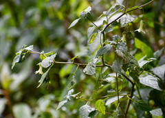 Jaltomata viridiflora