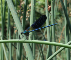 Calopteryx splendens intermedia