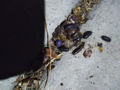 Invertebrate iridescent virus 31